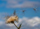 Eddie Sherwood - Up and Away.jpg : close ups, flowers